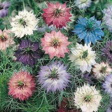 Petirolaris, both with lacy white flowers in summer that are loved by bees and are tough as old boots, so good for an exposed position. A Splendid Mix Of Colors With Wispy Feathery Foliage Surrounding The Beautiful Blue White Pink And Purplish B Annual Flowers Climbing Flowers Flower Seeds