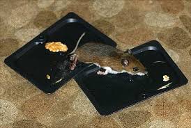 If you do decide to use poison to kill the mice in your home, just follow these precautions to protect your family, pets. Sticky Mouse Traps Are A Much Improved Way To Get Rid Of Pests Than Other Alternatives The Common Technique Of Deali Sticky Mouse Traps Mouse Traps Glue Traps