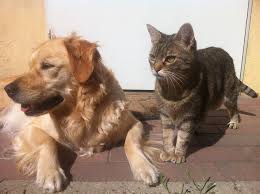 Confused about how to ship your pet to australia? Pet Transport Australia How To Ship Your Pet To Or From Australia