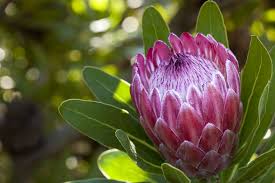 The king protea, (protea cynaroides), is a flowering plant. Protea Cynaroides King Protea