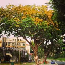 Malay means belonging or relating to the people, language, or culture of the largest. Angsana Means Royal Yellow In Malay The Angsana Tree In Bloom Is Truly A Very Beautiful Tree I Remember Angsana Tree Blo Taiping Kuala Kangsar Beautiful Tree