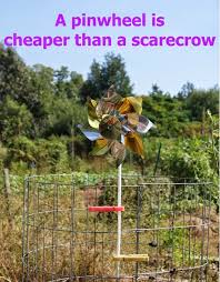 Of course, you can't hang out in your garden all day waiting for crows to come peck at your. 70 Keep Birds Out Of The Garden Ideas Birds Bird Repellents Garden
