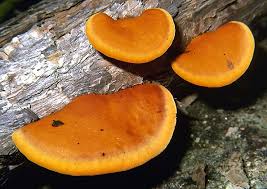 Image result for Pycnospora