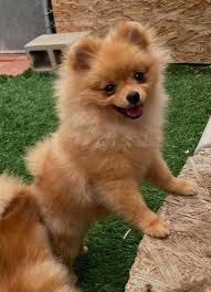 pin on 2021 satilik pomeranian boo fiyatlari