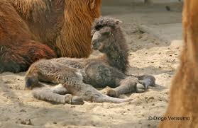 If you wanted to walk your camel down a public sidewalk in michigan is there anything against the law regarding this? Adw Camelus Bactrianus Information