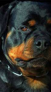 Rottweiler Animaux Les Plus Mignons