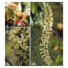 Image result for Bersama lucens