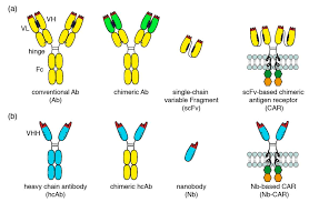 The alexa fluor family of fluorescent dyes is a series of dyes invented by molecular probes, now a part of thermo fisher scientific, and sold under the invitrogen brand name. Cells Free Full Text Targeting Cd38 Expressing Multiple Myeloma And Burkitt Lymphoma Cells In Vitro With Nanobody Based Chimeric Antigen Receptors Nb Cars Html