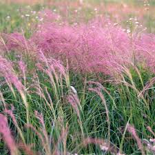 Image result for Agrostis products