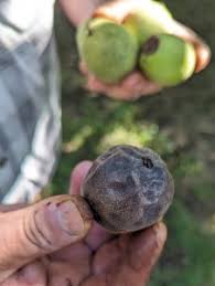 Image result for Walnut blight