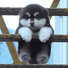 Now you can shop for it and enjoy a good deal on aliexpress! Cute Fat Dogs Gifs Tenor