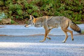There are a lot of different reasons why someone might like a. How To Get Rid Of Coyotes Wildliferemoval Com