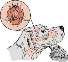 Image result for scabies dogs detail