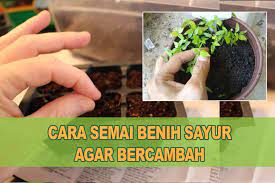 Yang nak buat masak cili api atau sambal belacan tu. Belajar Cara Semaian Benih Sayur Mudah Dan Ringkas Kebun Bandar