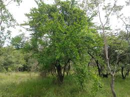 Image result for Embelia schimperi