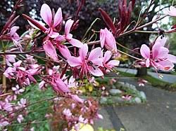 Image result for Oenothera lindheimeri