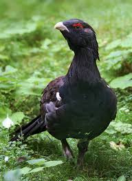 En fait non, grand tétras ne chante pas. Grand Tetras Wikipedia