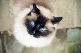 This means that the breeder will mate a ragdoll with another ragdoll that is a close relative, and therefore closely related genetically. Ragdoll Cat Breed Information