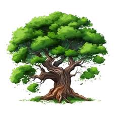 Image result for Diospyros crassiflora