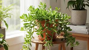 Image result for Senecio subsessilis