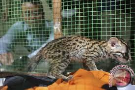 Sekiranya bermimpi menunggang kuda atau unta; Kehadiran Kucing Hutan Resahkan Peternak Ayam Antara News Kalimantan Tengah Berita Terkini Kalimantan Tengah