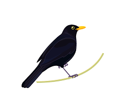 Blackbird does nothing that is not clearly. Graphics Bird Icons Colour Set 2 Blackbird Png Manaaki Whenua Landcare Research Datastore