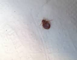 Bed Bug What S That Bug