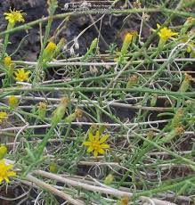 3.3 out of 5 stars 18. Plantfiles Pictures Gutierrezia Species Broom Snakeweed Kindlingweed Matchbrush Texas Snakeweed Gutierrezia Sarothrae By Xenomorf
