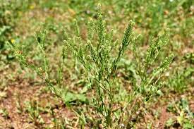 Foraging Wild Peppergrass For A Native Spice Mother Earth News Mother Earth News Foraging Spices