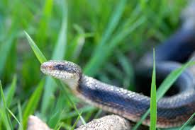 How to get rid of garter snakes. Garden Plot Keeping Snakes And Getting Rid Of Mosquitoes Wtop