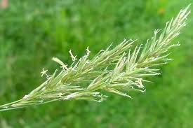 Image result for Anthoxanthum nivale