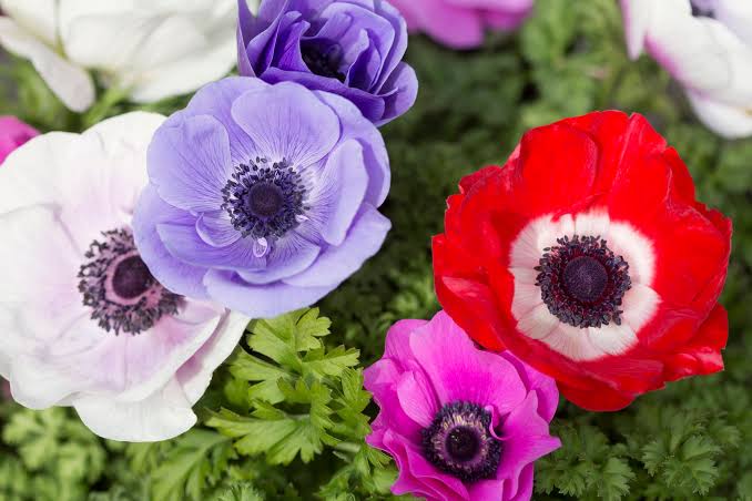 Anemones: daughters of the wind - Capital Gardens