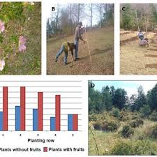 Image result for Helinus spartioides