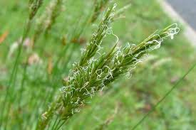 Image result for Anthoxanthum nivale