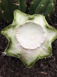 Of course, the exact digestion time depends on an individual's physical health, metabolism, age, and even gender, but, generally speaking, some foods will go through you in no time, while others will wander in your system for a while. How Do You Make A Cactus Grow Arms In A Specific Direction I Want 4 7 Arms If Possible Cactus