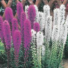 Mixed Liatris Michigan Bulb