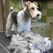 Image result for foxterier drsnosrstý