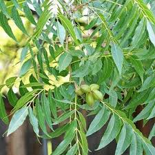 Image result for Carya illinoinensis