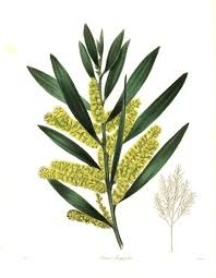 Image result for Acacia longifolia