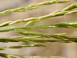 Image result for Leptochloa fusca