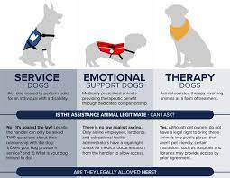 Being a service dog can be incredibly stressful, especially to a dog who has a naturally anxious or fearful disposition. Infographic Is That A Real Service Dog Orvis News