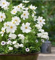 Field Guide Cosmos Gardenista White Flower Pot Flower Pots White Flowers