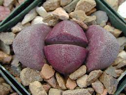 Pleiospilos Nelli Royal Flush Purple Split Rock Cactus Succulents Full Sun To Light Shade Well Draining Gritt Lithops Succulents Cactus And Succulents