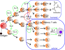 T Helper Cell Wikipedia