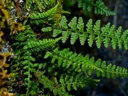 Image result for Asplenium cancellatum