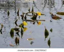 Image result for Ottelia ulvifolia