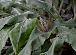 Image result for Palisota