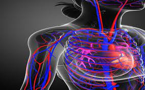 21 Circulatory System Diseases Causes Symptoms And Risk Factors