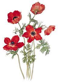 A Drawing Of The Poppy Anemone Anemone Coronaria Var Phoenicia By Edward Augustus Bowles Floral Wall Art Canvases Watercolor Flowers Flower Art