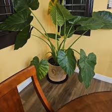 Image result for Kotschya longiloba